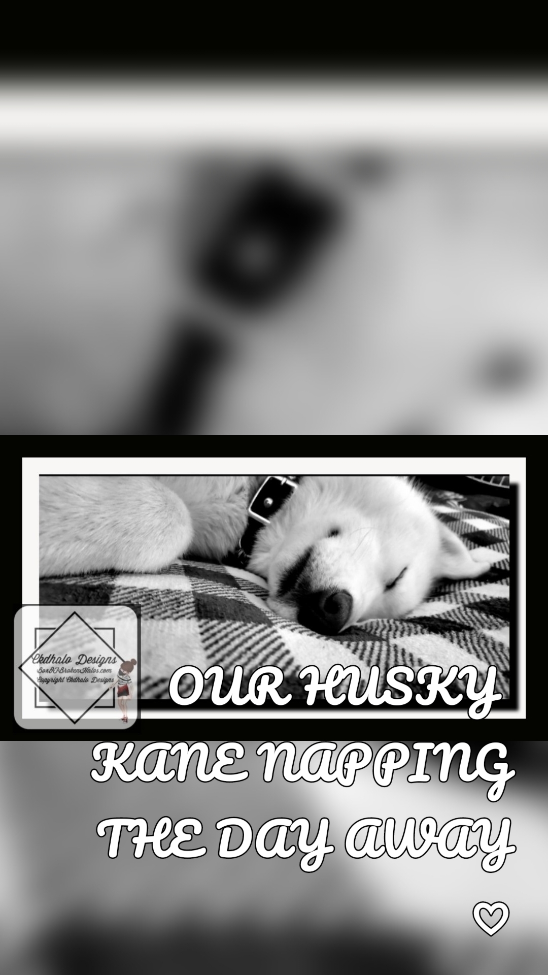 OUR HUSKY 
KANE NAPPING THE DAY AWAY ♡